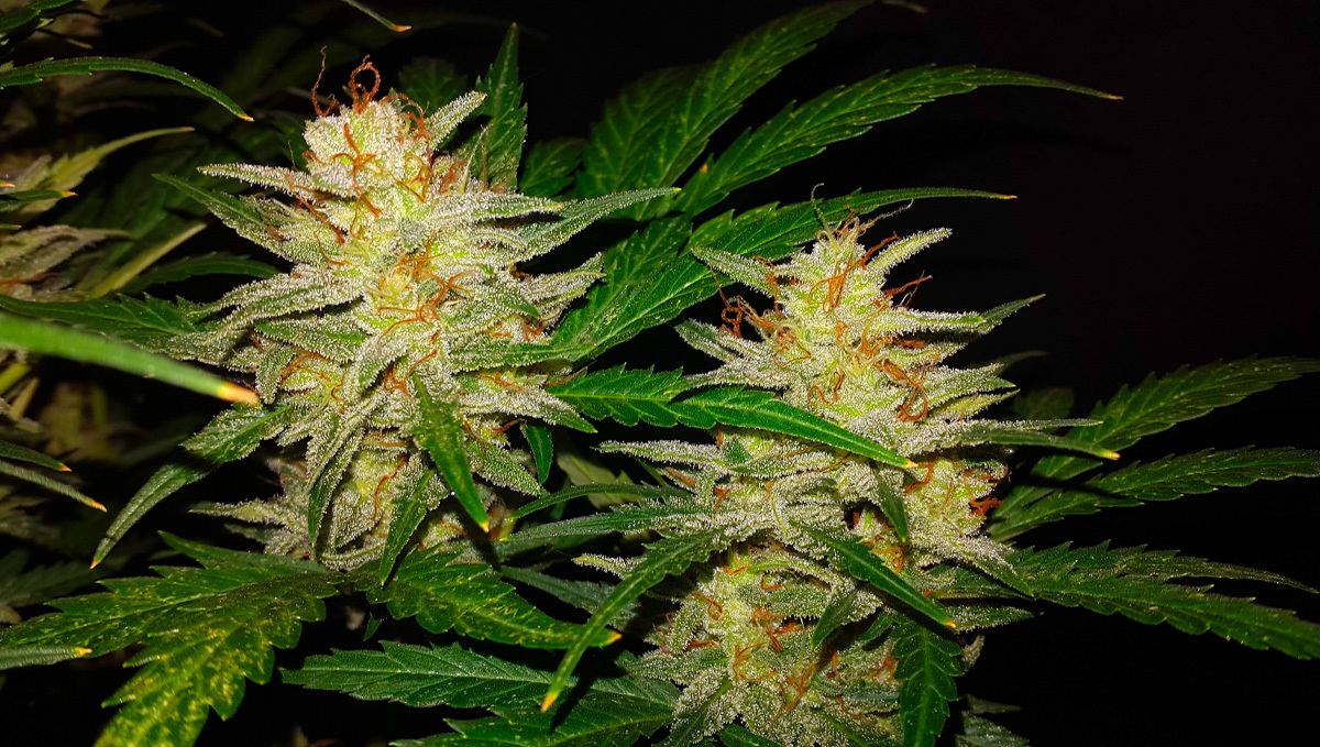 Original Auto Sour Diesel