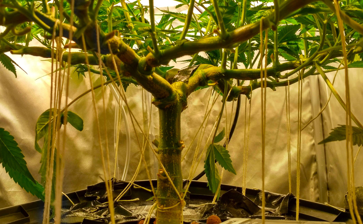 Cannabis plant after pruning
