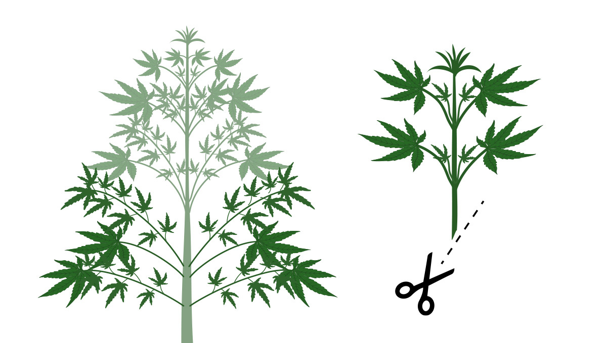 Monster cropping: how to cut clones Monster cropping: how to cut clones