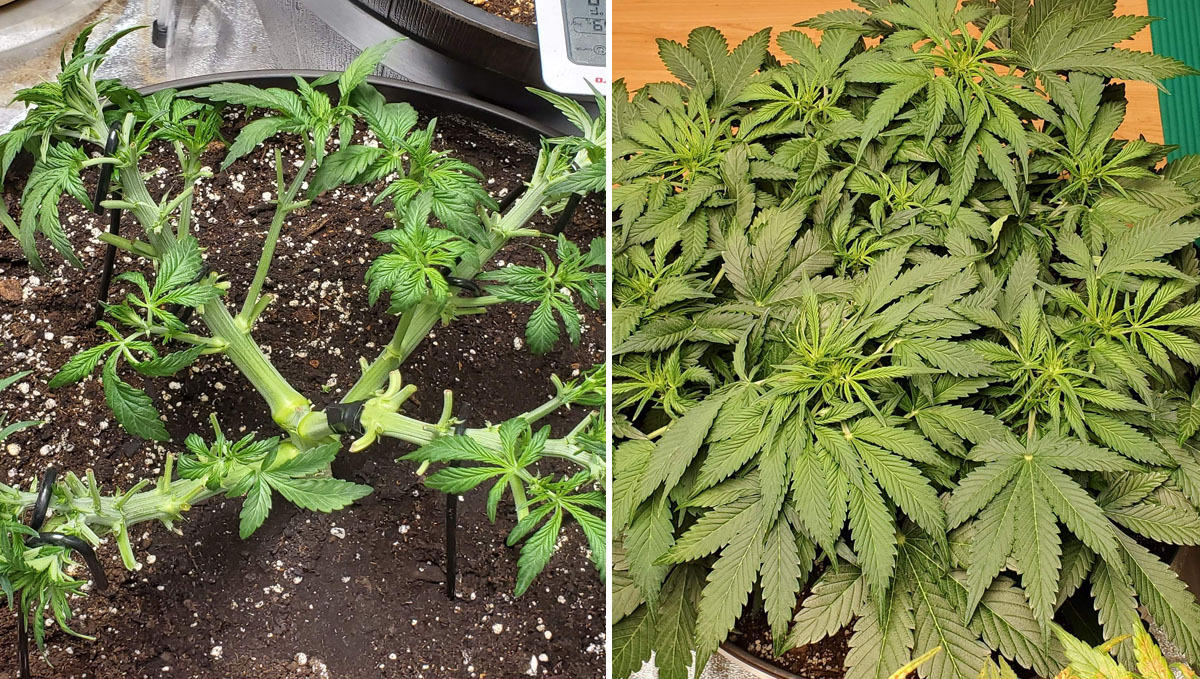 Wedding Cheesecake autoflowering defoliated Wedding Cheesecake autoflowering defoliated