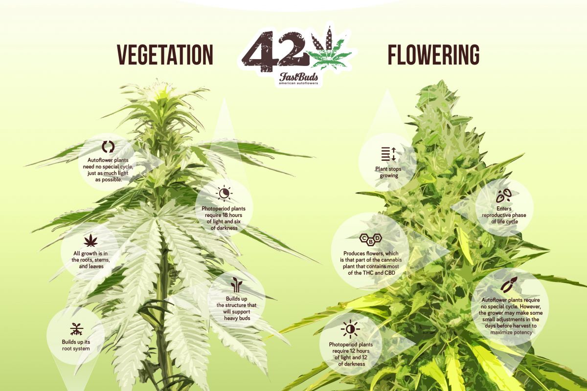 Cannabis in vegetation versus flowering
