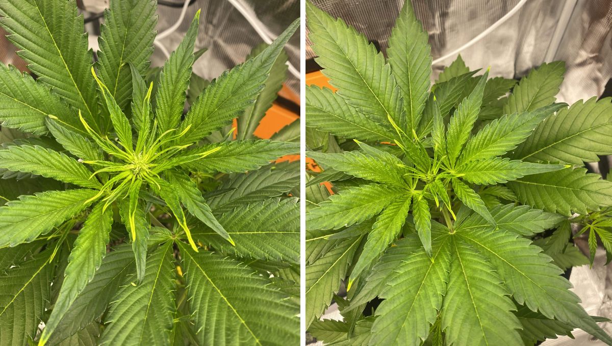 Gorilla Cookies Auto Cannabis Strain Week-by-Week Guide: Some immobile nutrient deficit