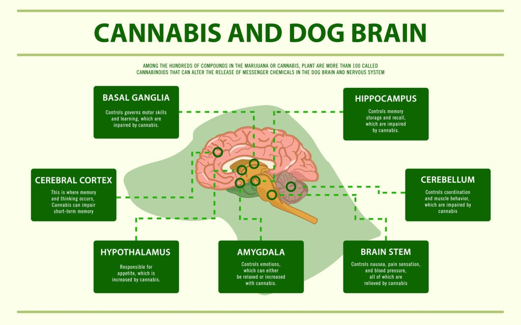 Dog Brain