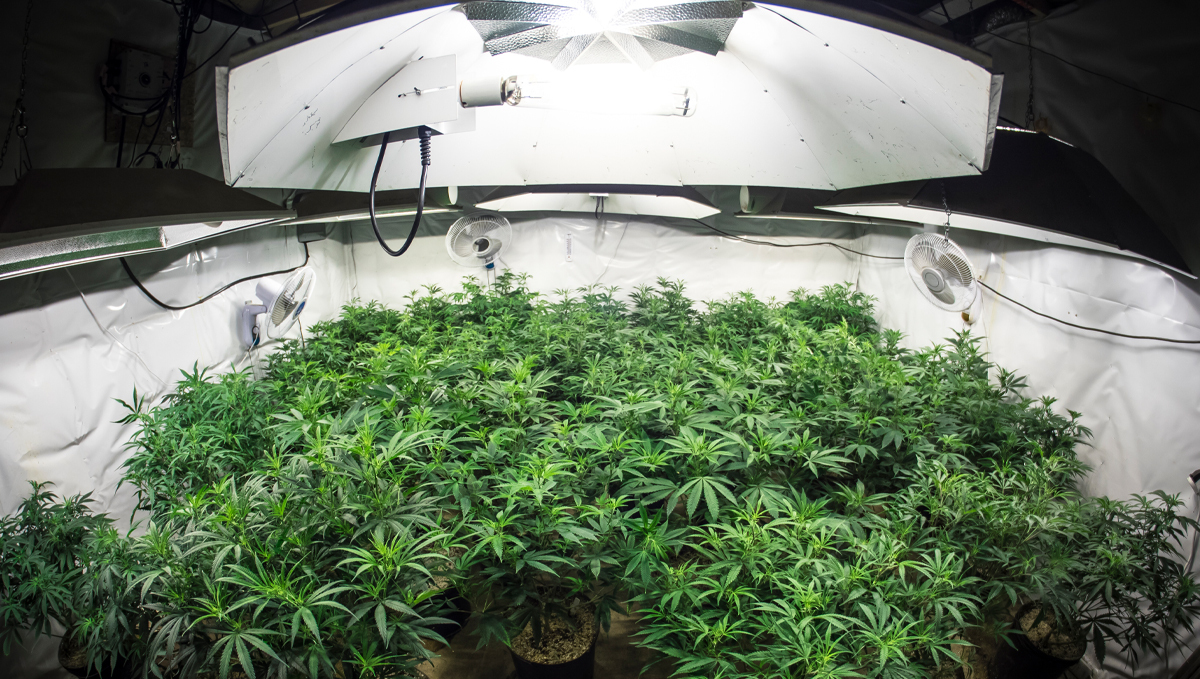 Light burn: recovery Light burn: recovery