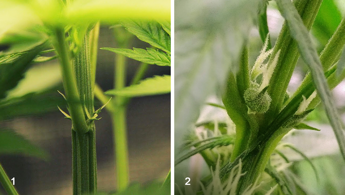 Die Vorblüte-Phase: Woche 1 Die Vorblüte-Phase: Woche 1