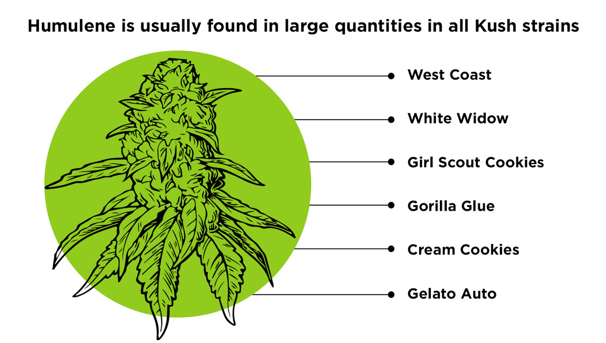 What is Humulene and What Does it Do?: Kush strains