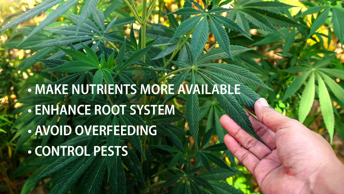 Benefits of microorganisms: benefits Benefits of microorganisms: benefits