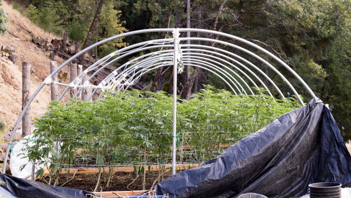 How the environment affects buds: outdoor growers How the environment affects buds: outdoor growers