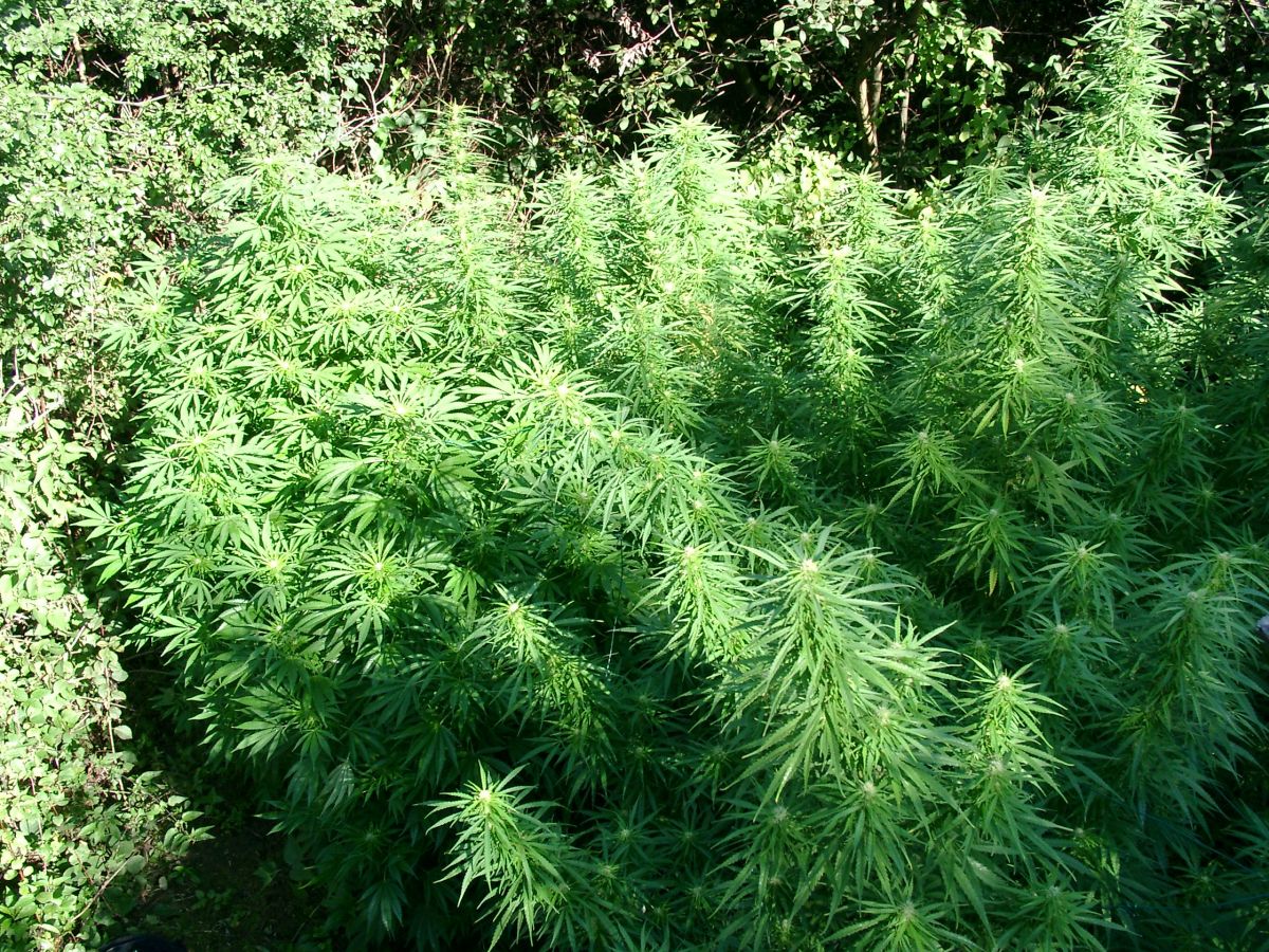 Huge garden of cannabis.JPG