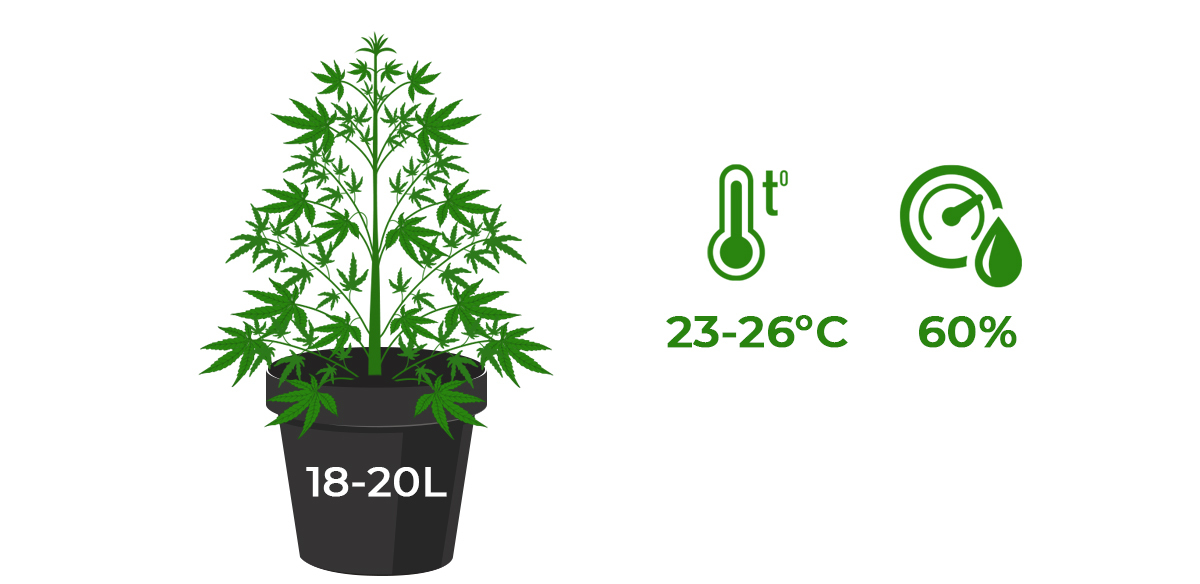 Mother plant care: best conditions Mother plant care: best conditions