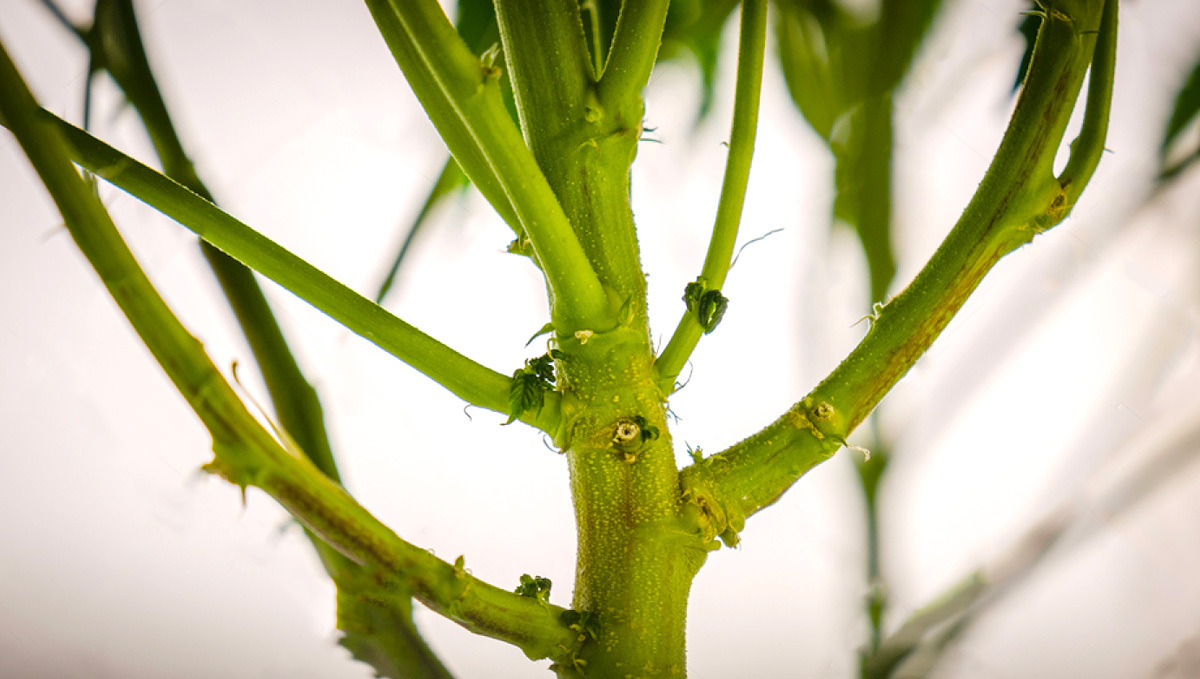 What Can You Do With Cannabis Stems: What Can You Do With Stems? What Can You Do With Cannabis Stems: What Can You Do With Stems?