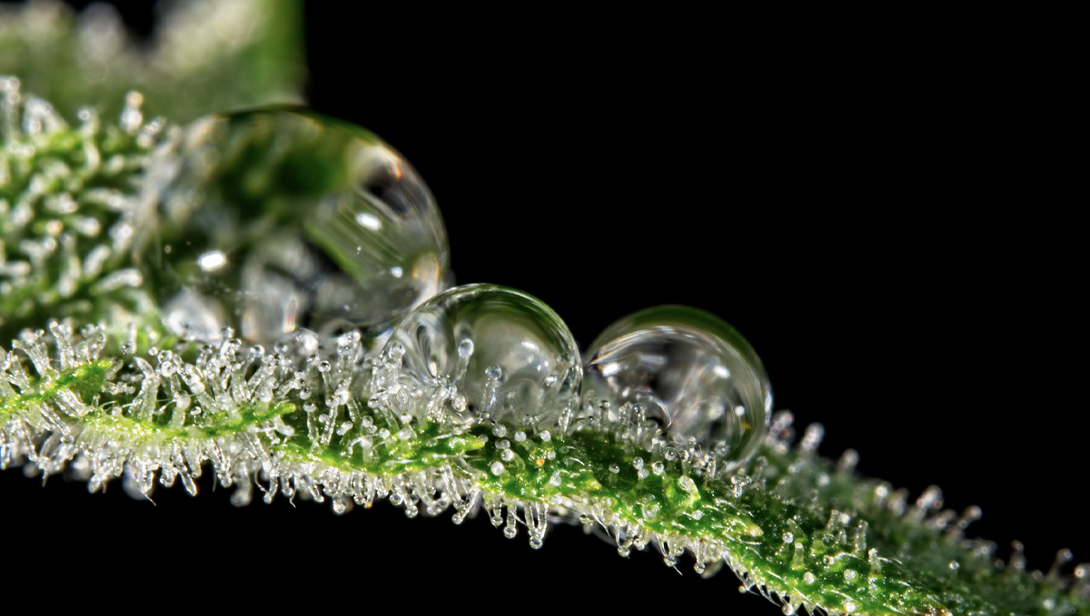 How the environment affects buds: high humidity How the environment affects buds: high humidity