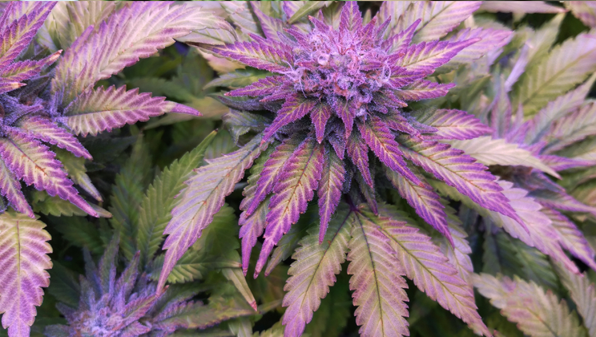 Why do cannabis turns purple?: how do they work Why do cannabis turns purple?: how do they work