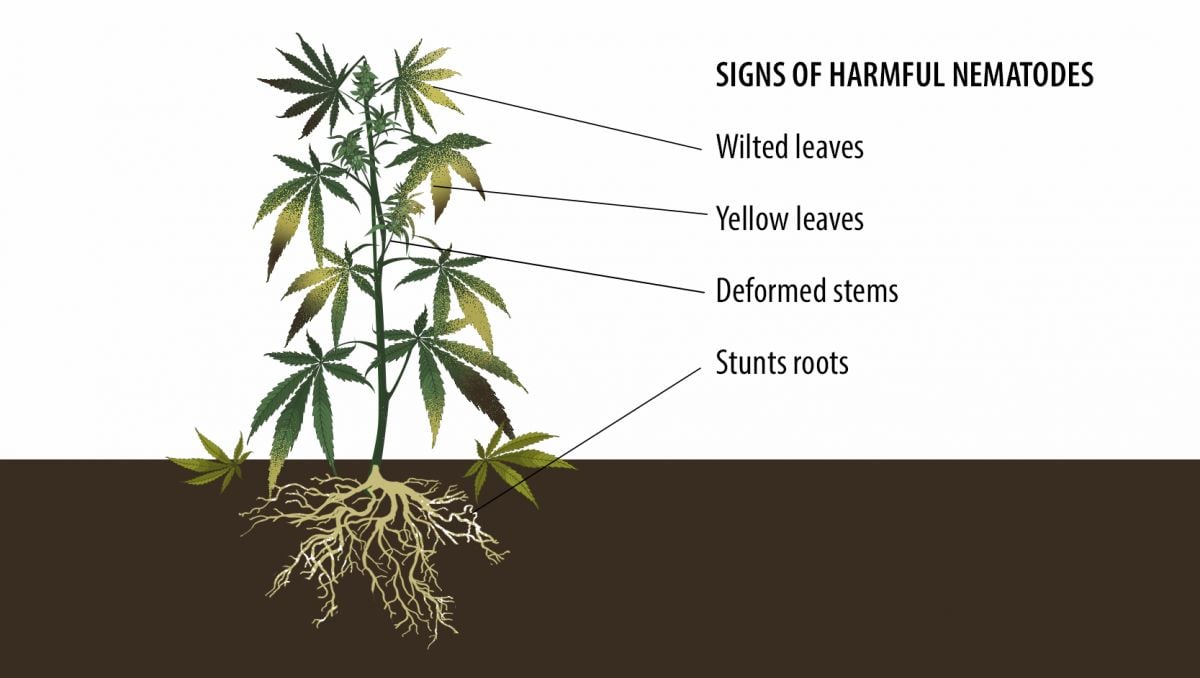 Benefits of microorganisms: signs of harmful nematodes Benefits of microorganisms: signs of harmful nematodes