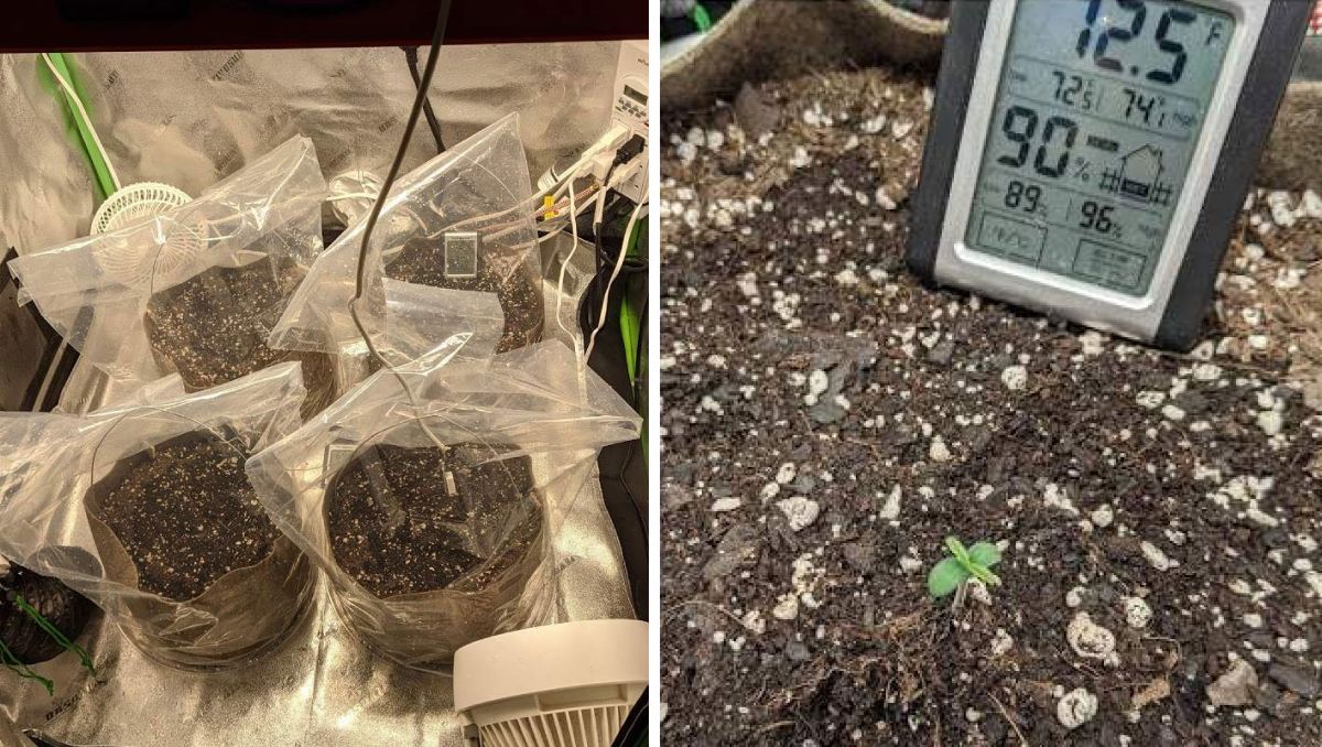 Gorilla Cookies Auto Cannabis Strain Week-by-Week Guide: Seedlings under clear plastic bags