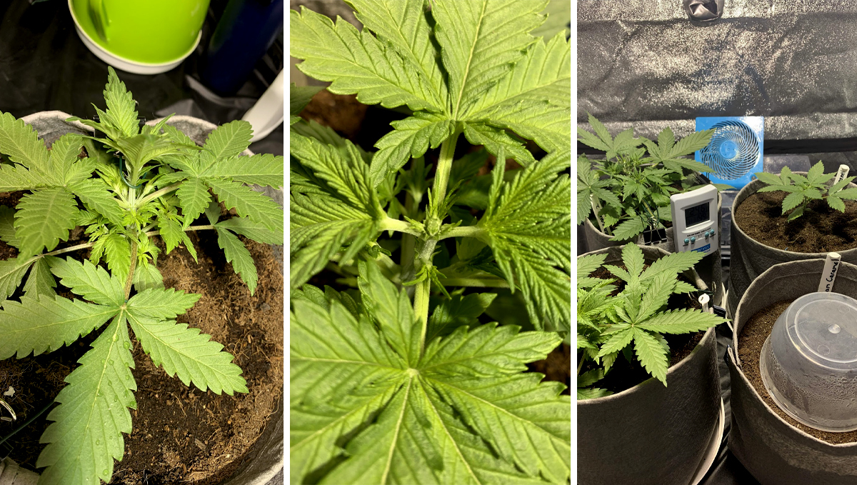 BubbleGum Auto: week 3