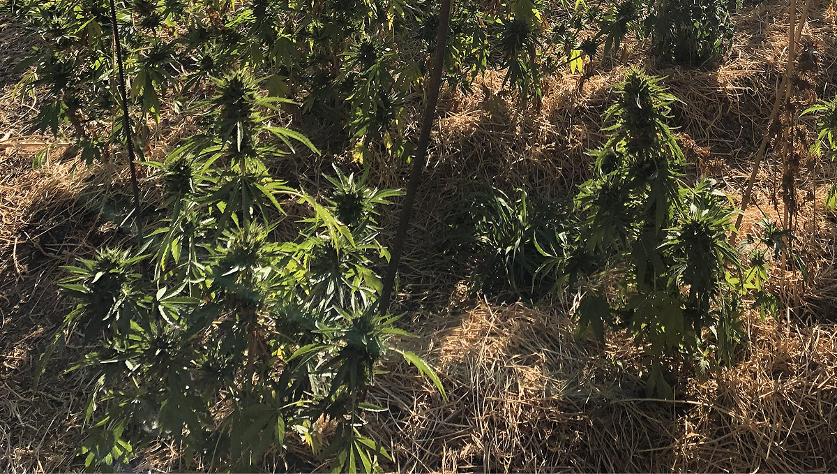 No-till cannabis guide: week 10 No-till cannabis guide: week 10