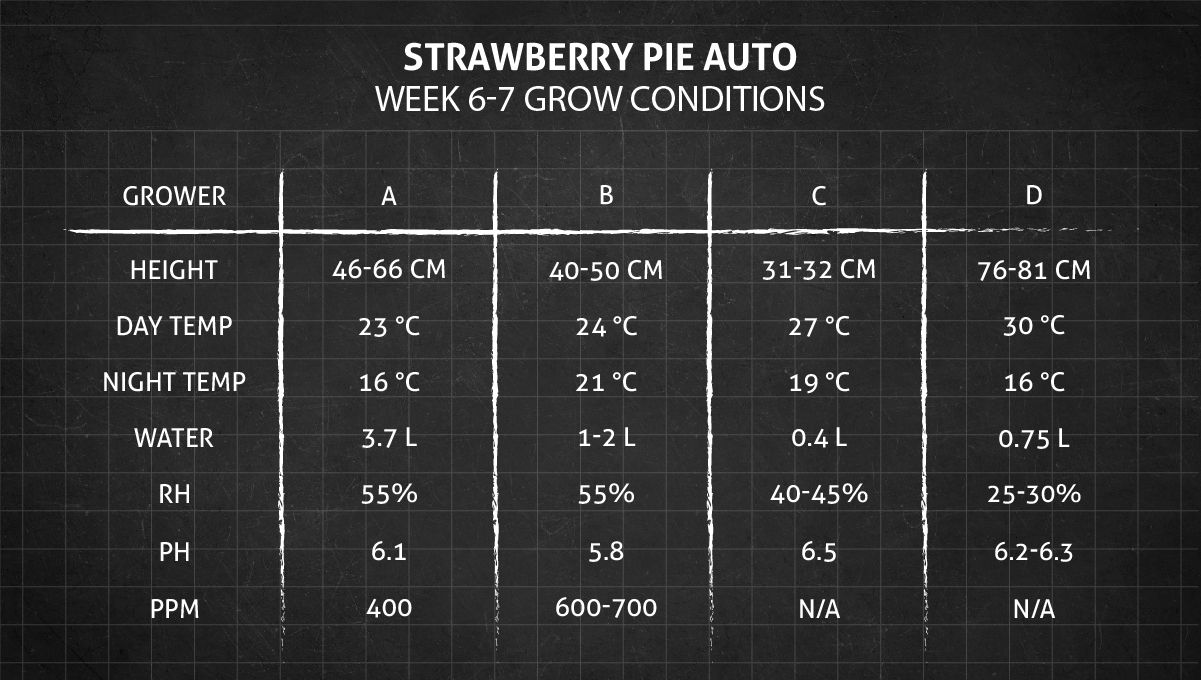 Strawberry Pie Auto Cannabis Strain Week-by-Week Guide: Weeks 6-7 grow conditions