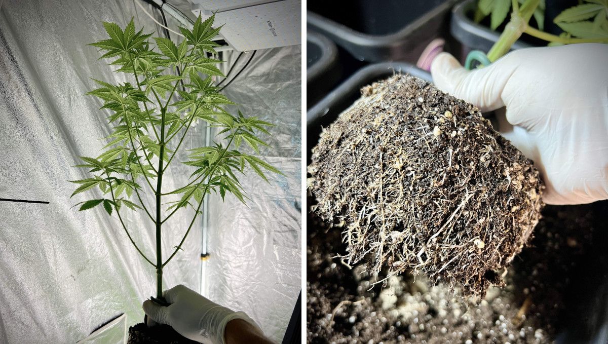 Purple Lemonade FF cannabis strain: mid veg | weeks 3-6 | a tall young plant repotted Purple Lemonade FF cannabis strain: mid veg | weeks 3-6 | a tall young plant repotted