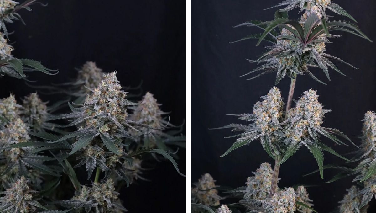 cov15.jpg Guava Sundae