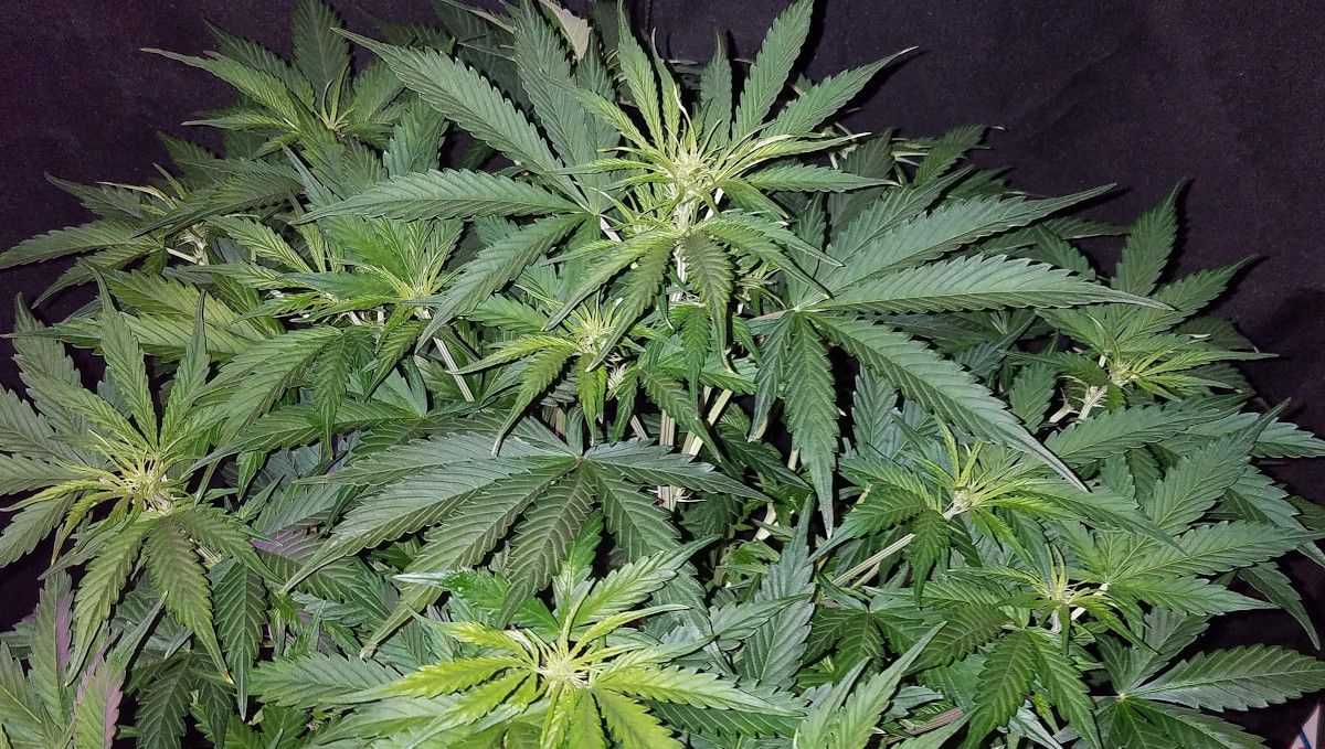 Six Shooter Auto cannabis strain: transition (pre-flower) | week 5 | an autoflower with fluffy tops Six Shooter Auto cannabis strain: transition (pre-flower) | week 5 | an autoflower with fluffy tops