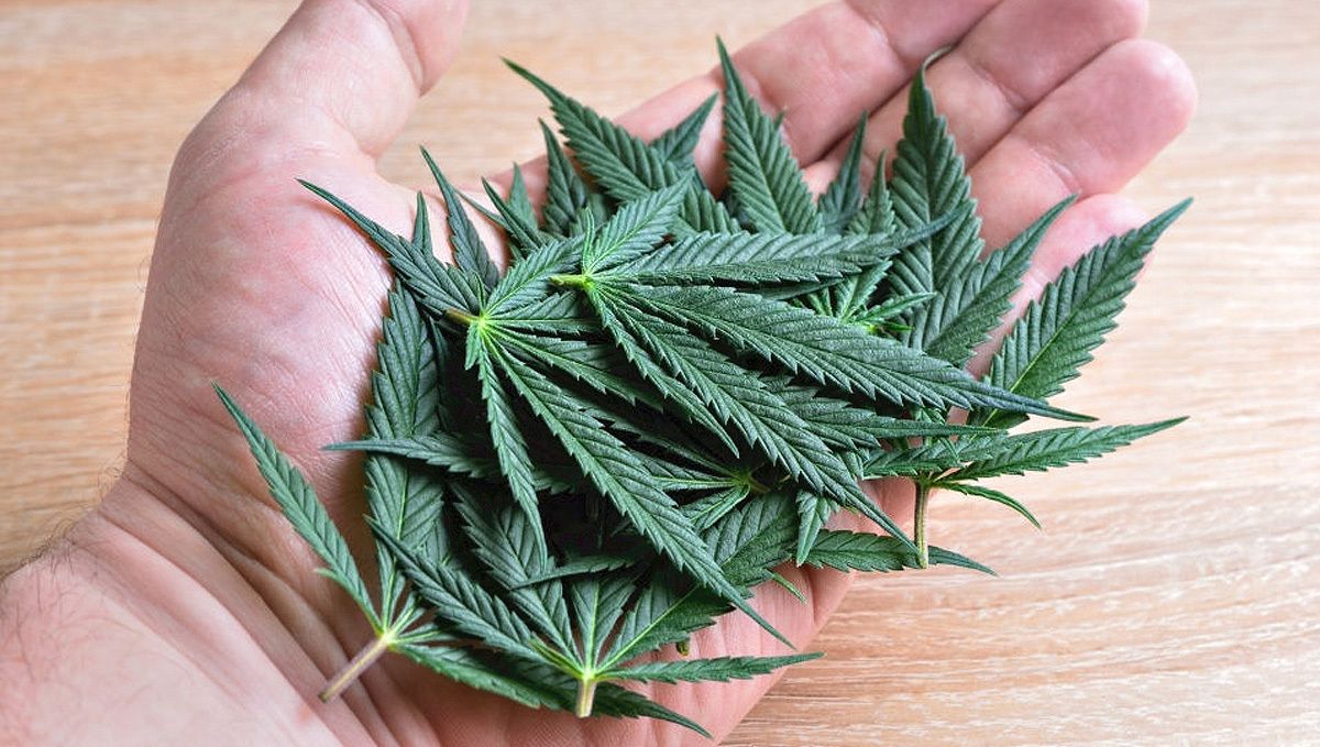 Purple Punch Auto Cannabis Strain Week-by-Week Guide: post-harvest routines