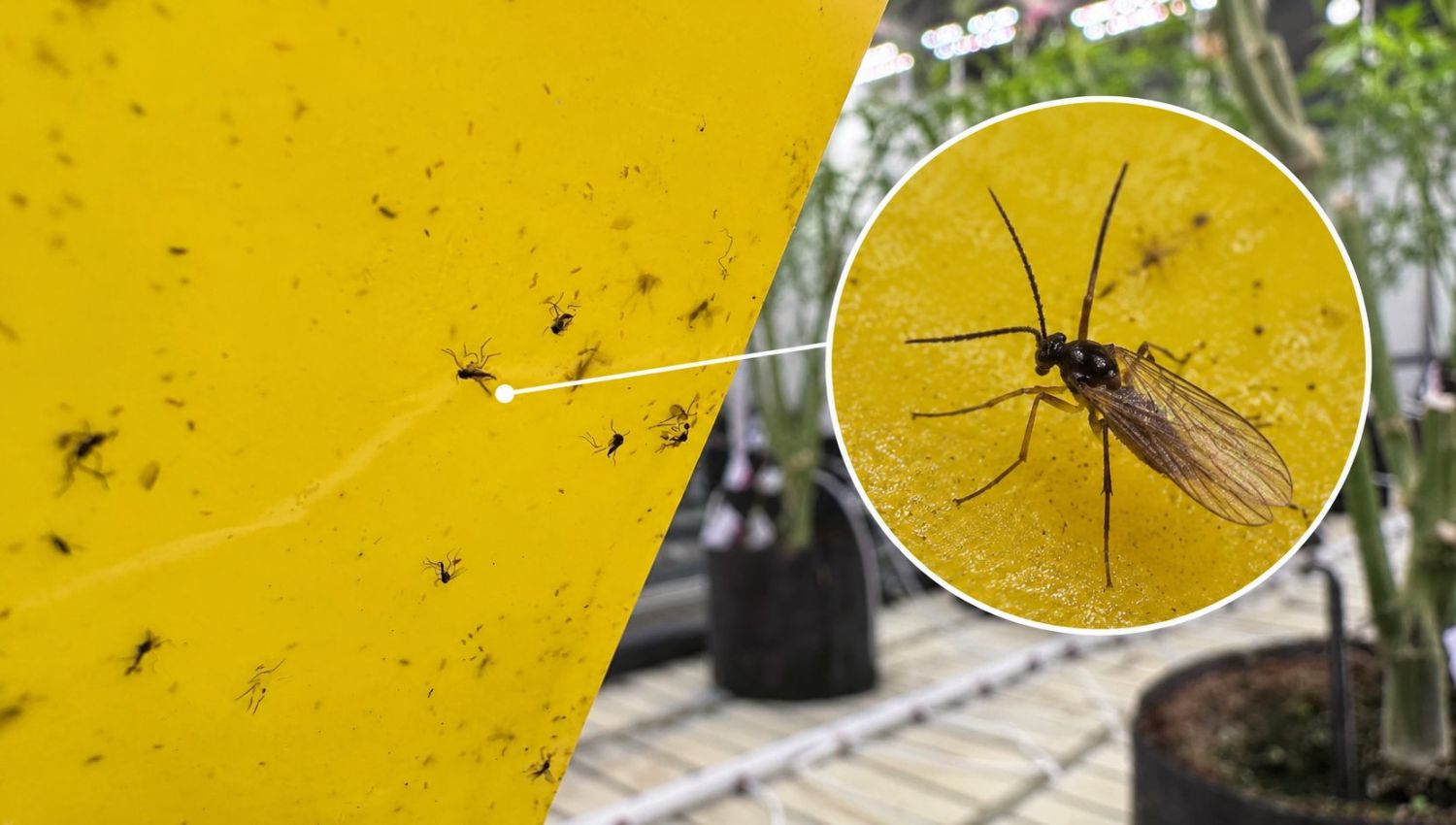 65cd2b40-c8f5-4639-8813-4e509f26fe92.png Fungus Gnats