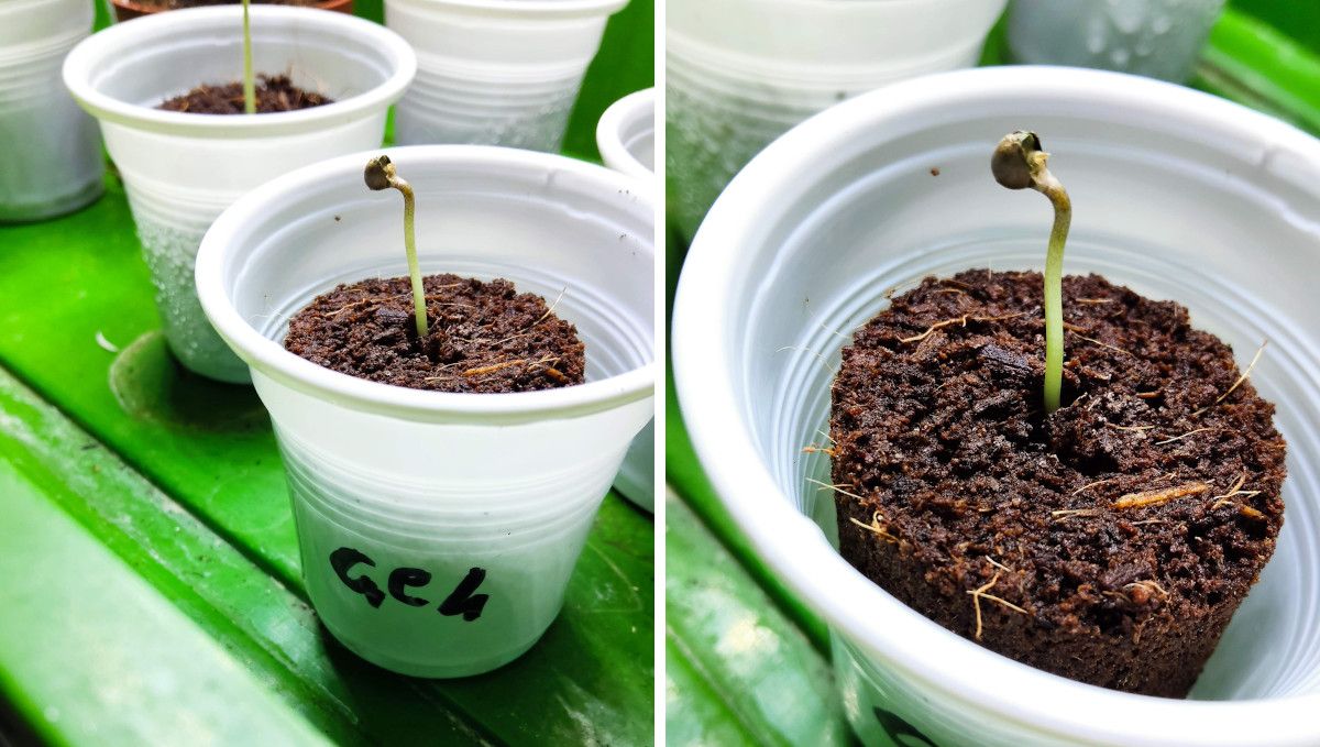 GG4 Sherbet FF cannabis strain: germination and seedling stage | week 1 | sprouts coming up from jiffy plugs inserted into plastic solo cups GG4 Sherbet FF cannabis strain: germination and seedling stage | week 1 | sprouts coming up from jiffy plugs inserted into plastic solo cups