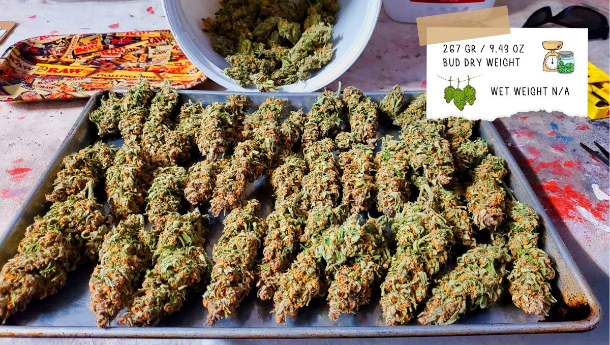 Gelato Auto Cannabis Strain Week-by-Week Guide: Grower A's outcome - A tray full of trimmed dry buds Gelato Auto Cannabis Strain Week-by-Week Guide: Grower A's outcome - A tray full of trimmed dry buds