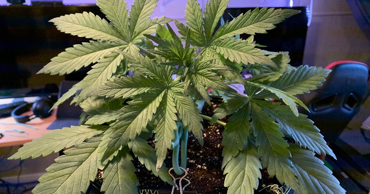 Z Auto Cannabis Strain Week-by-Week Guide: A side view of a big and healthy young plant with the central stem bent and tied down