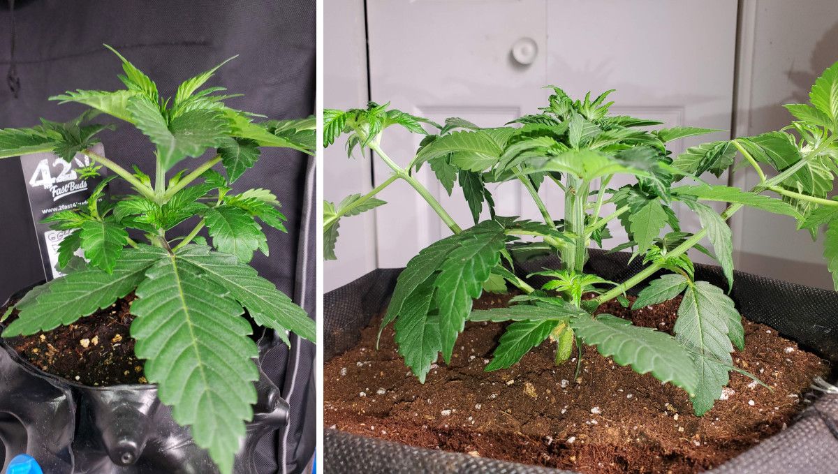 GG4 Sherbet FF cannabis strain: mid veg | weeks 3-6 | slowly recovering from early FIMing GG4 Sherbet FF cannabis strain: mid veg | weeks 3-6 | slowly recovering from early FIMing