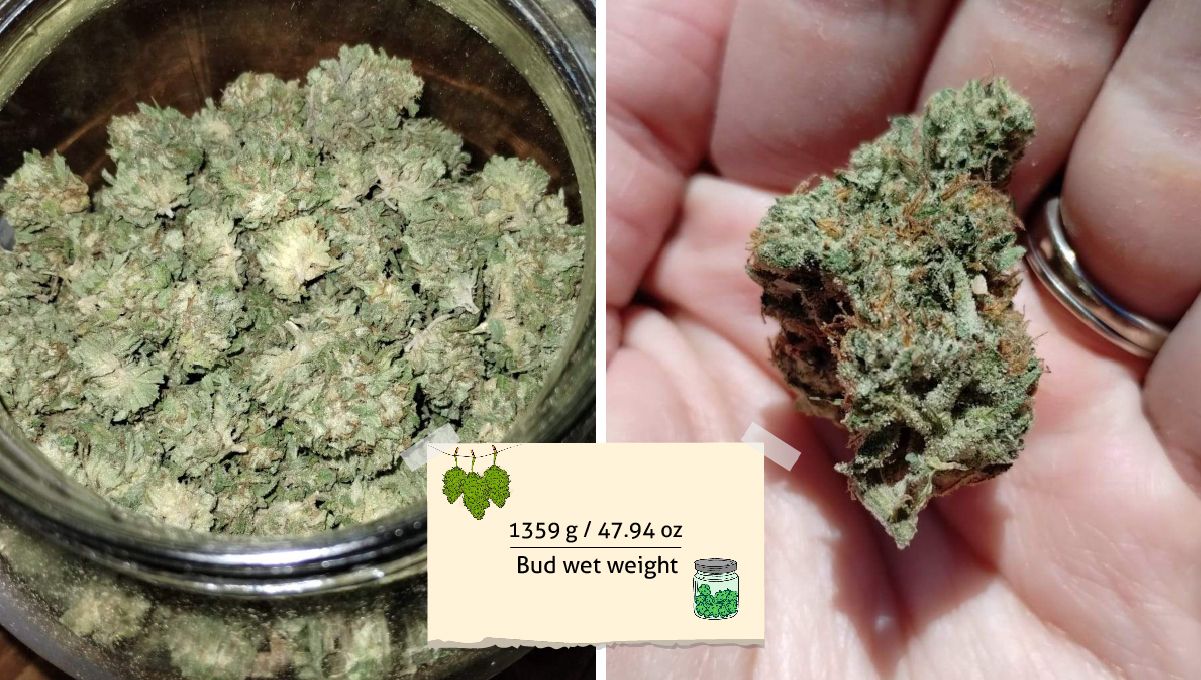 GG4 Sherbet FF cannabis strain: yield | small, tight, green nuggets in a glass jar and one of them on a grower's hand GG4 Sherbet FF cannabis strain: yield | small, tight, green nuggets in a glass jar and one of them on a grower's hand