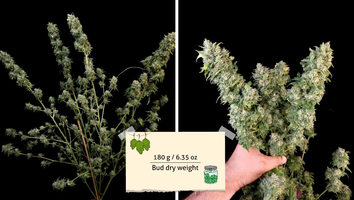 Tropicana Cookies FF cannabis strain: yield | a large, multi-branch plant pre-trimmed before harvest and a growers hand holding a bunch of colas Tropicana Cookies FF cannabis strain: yield | a large, multi-branch plant pre-trimmed before harvest and a growers hand holding a bunch of colas