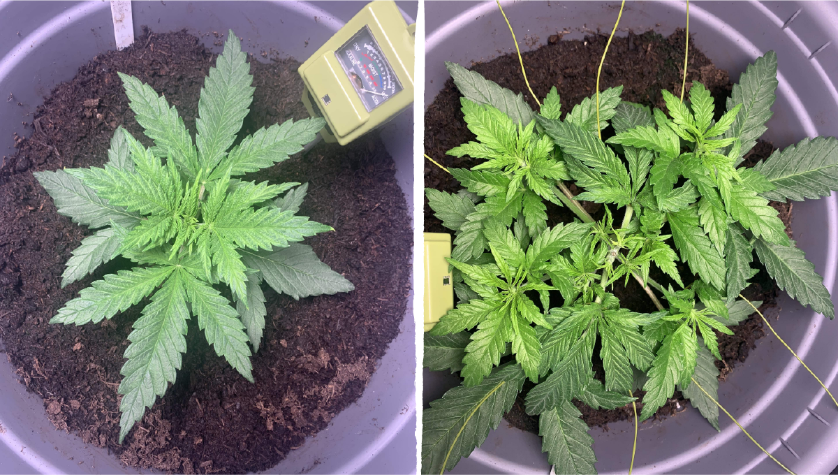 Acapulco gold cannabis strain week-by-week guide: mid veg | weeks 3 - 5