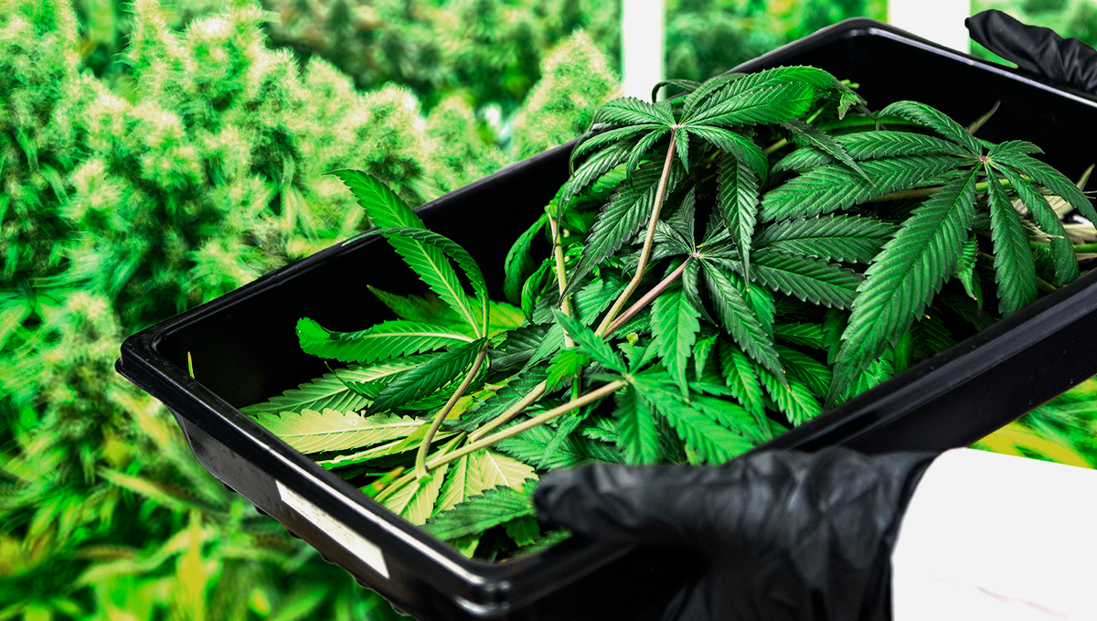 Weed in ireland: industrial hemp Weed in ireland: industrial hemp