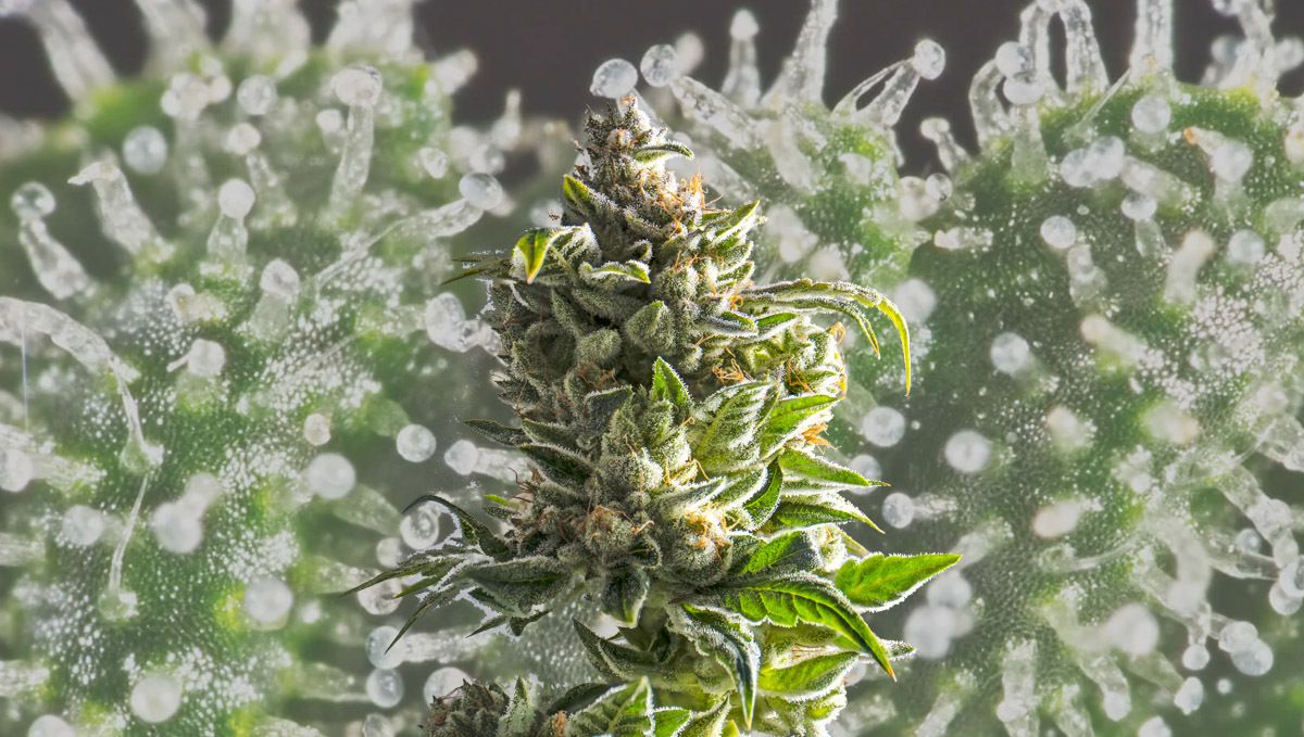 How Long Does A Marijuana High Last?: In the end, what truly matters is the potency of your buds. How Long Does A Marijuana High Last?: In the end, what truly matters is the potency of your buds.