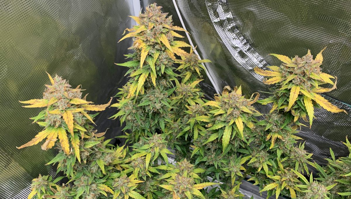 Z Auto Cannabis Strain Week-by-Week Guide: A shot of several tops of a mature indoor autoflower with fading foliage and a lot of silvery trichomes