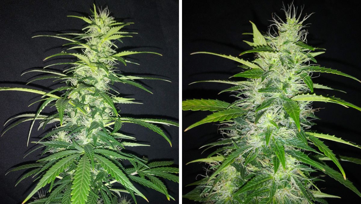 Critical Auto Cannabis Strain Week-by-Week Guide: A well-stacked main cola of a plant in mid-flower and a closer look at a maturing bud