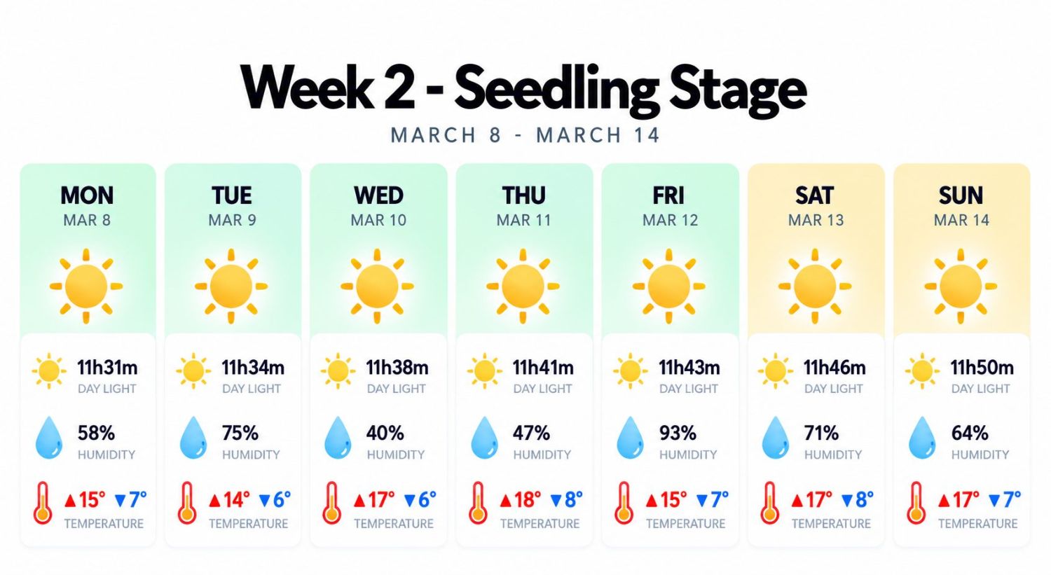 Outdoor cannabis grow in Italy: the seedling stage