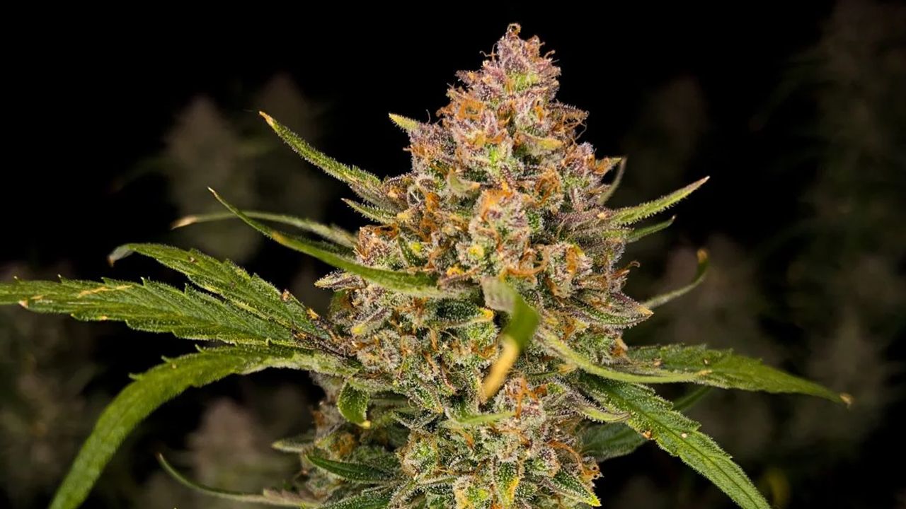 Top 10 Sorten für den Outdoor-Anbau: Ein genauerer Blick auf Guava Auto Top 10 Sorten für den Outdoor-Anbau: Ein genauerer Blick auf Guava Auto