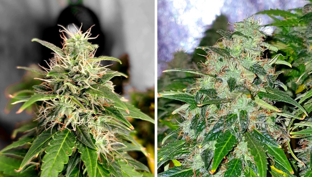 Amnesia Z Auto cannabis strain: ripening and harvest | weeks 11-13 | the progress of marijuana buds in the weeks leading to the harvest Amnesia Z Auto cannabis strain: ripening and harvest | weeks 11-13 | the progress of marijuana buds in the weeks leading to the harvest