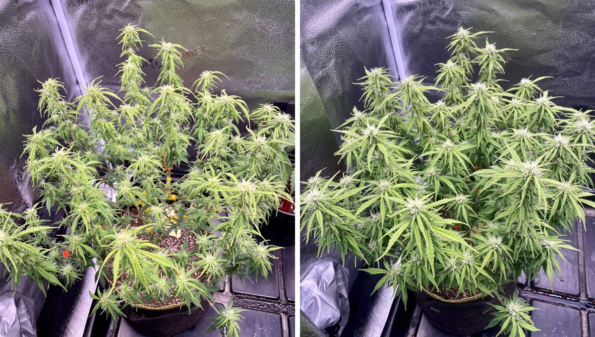 Watermelon Z Auto cannabis strain: early flower | weeks 6-7 | the progress of an indoor autoflower with many tops and a low profile