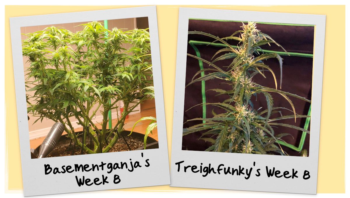 Week 8 Grow Progress Week 8 Grow Progress