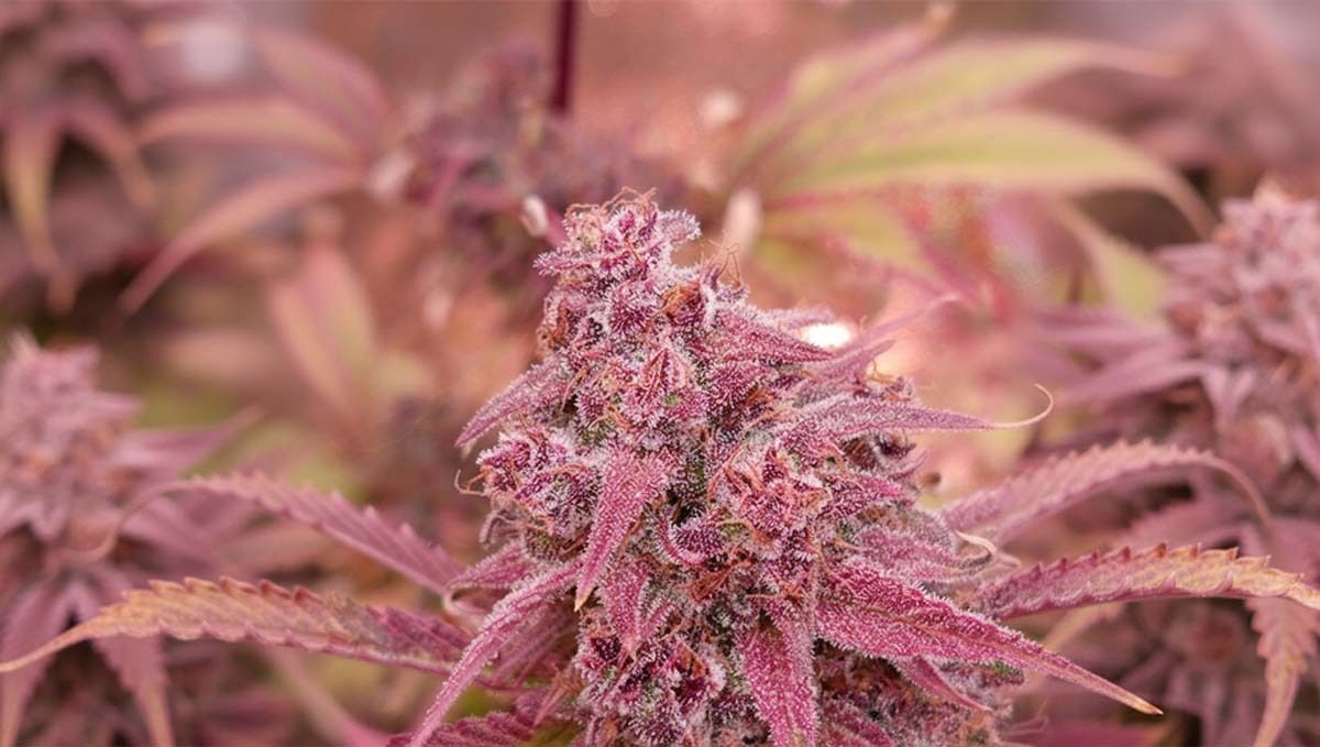 cov31.jpg Strawberry gorilla