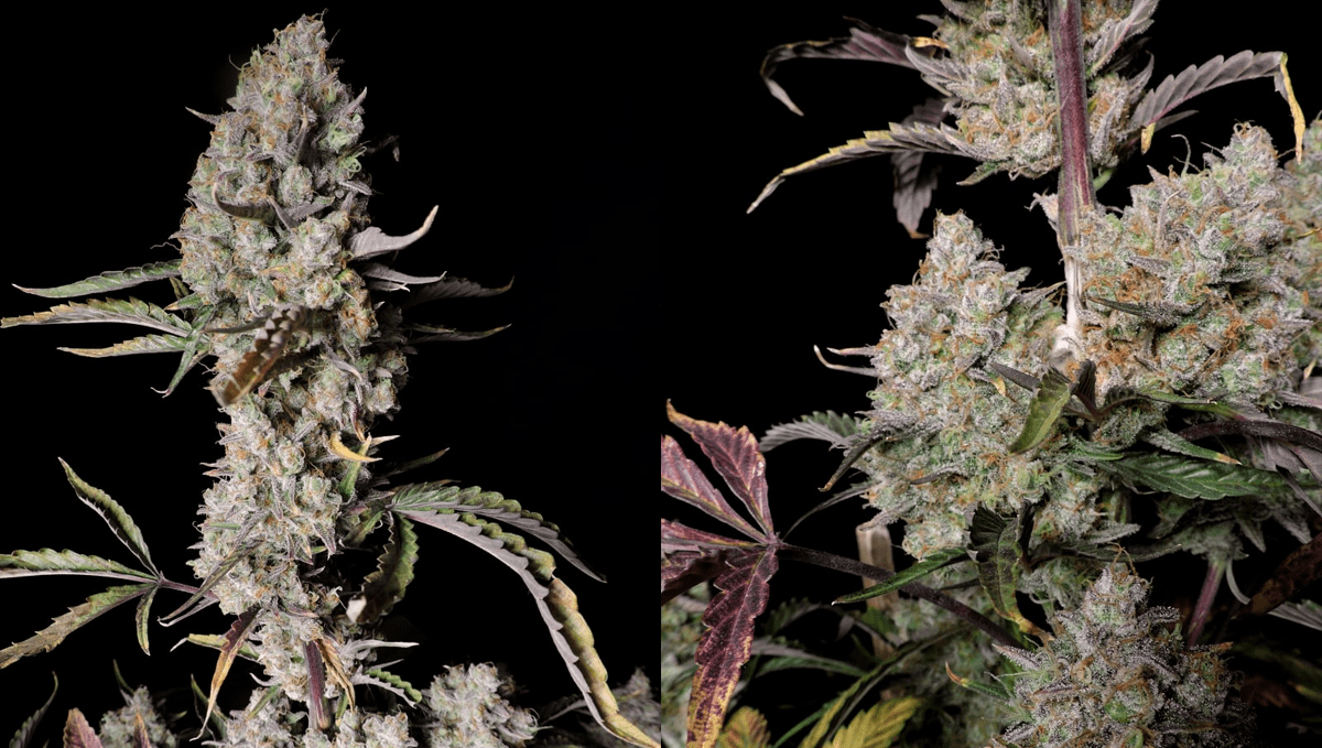 op 5 der besten Outdoor-Autoflower-Sorten: Gorilla Z Auto op 5 der besten Outdoor-Autoflower-Sorten: Gorilla Z Auto