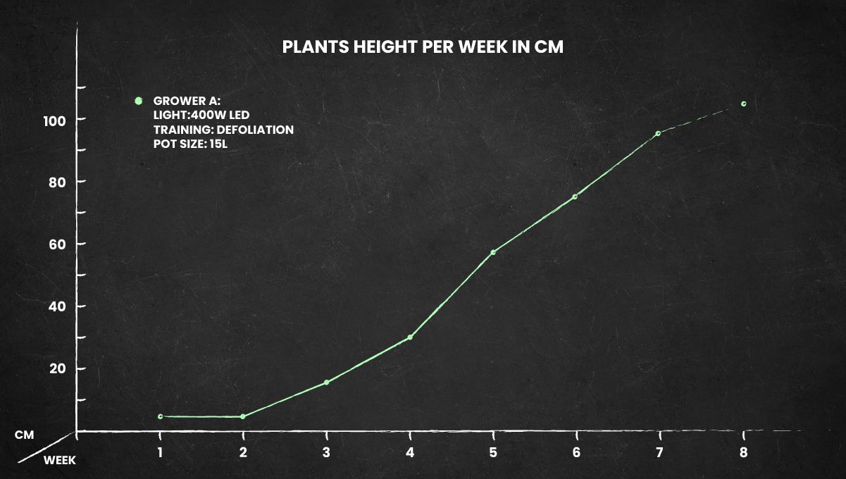 Gorilla Auto cannabis strain: height chart for the entire grow. Gorilla Auto cannabis strain: height chart for the entire grow.