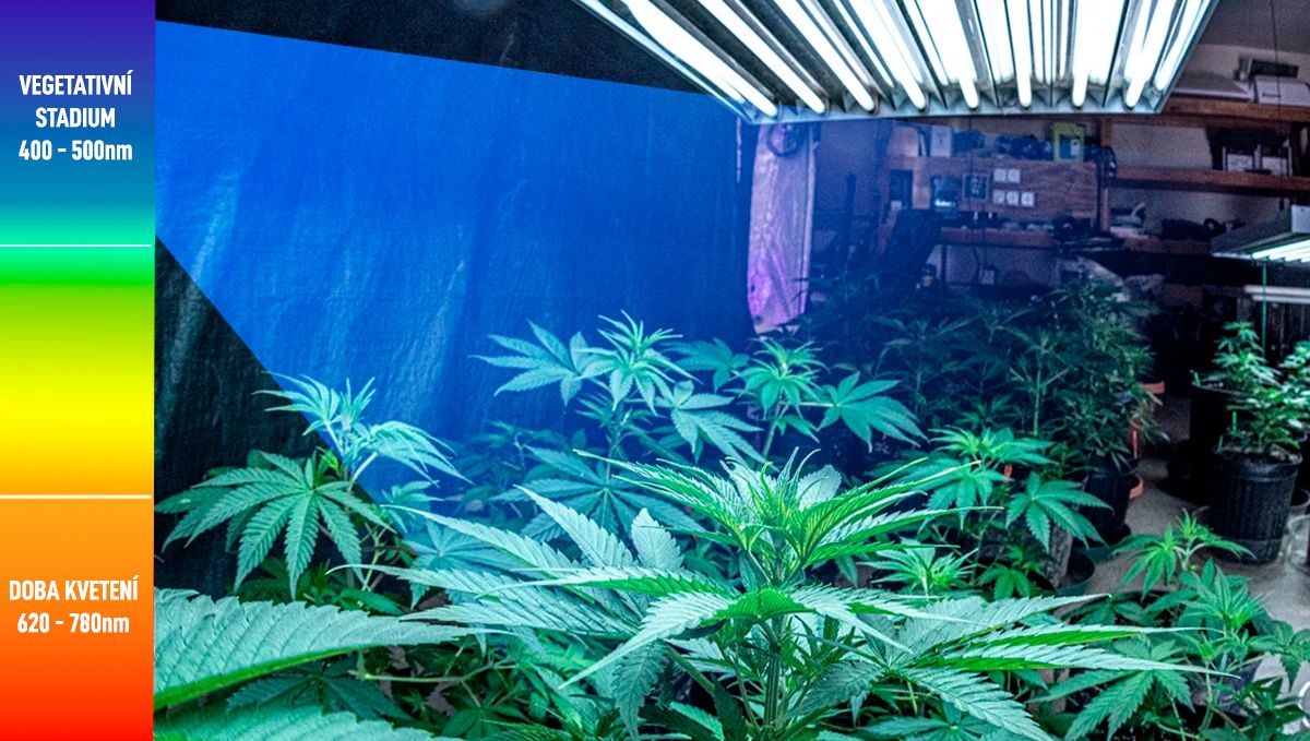 Nejlepší světelný režim pro konopí ve vegetativním stádiu: světelné spektrum pro rostliny ve vegetativním stádiu Nejlepší světelný režim pro konopí ve vegetativním stádiu: světelné spektrum pro rostliny ve vegetativním stádiu