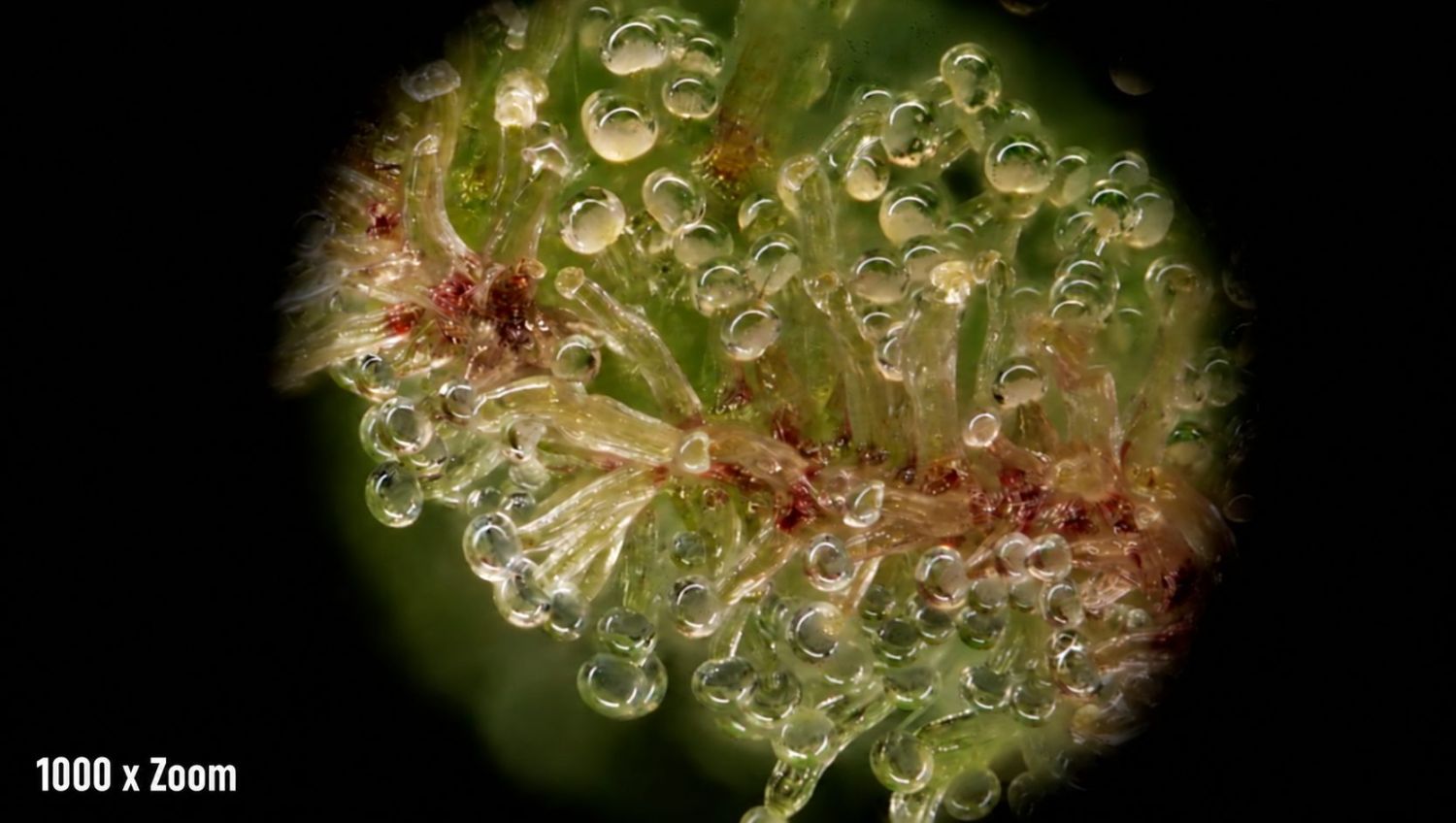 The best magnifiers: big microscope