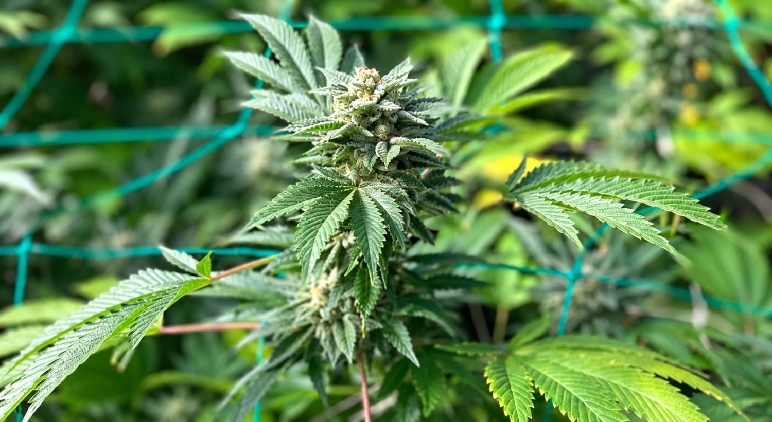 Conas síolta cannabais uathbhlátha a fhás lasmuigh: Buntáistí a bhaineann le cannabas uathbhlátha a chur amuigh Conas síolta cannabais uathbhlátha a fhás lasmuigh: Buntáistí a bhaineann le cannabas uathbhlátha a chur amuigh