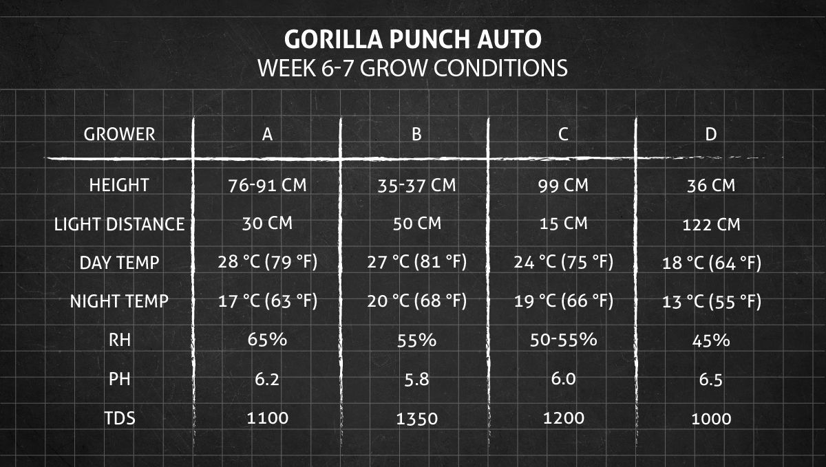 Gorilla Punch Auto cannabis strain: weeks 6-7 grow conditions Gorilla Punch Auto cannabis strain: weeks 6-7 grow conditions